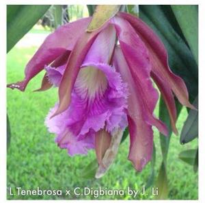 Rhyncholaeliocattleya Helen