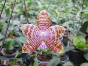 Phalaenopsis Tying Shin Fly Eagle