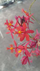 Epidendrum O'Brienianum