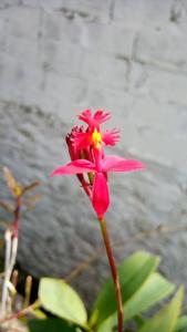 Epidendrum O'Brienianum