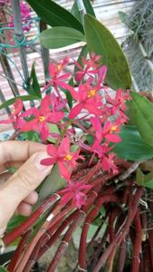 Epidendrum O'Brienianum