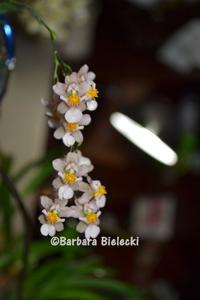 Oncidium Tsiku Marguerite