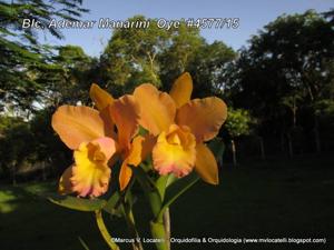 Rhyncholaeliocattleya Ademar Manarini