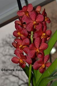 Vanda Arthorn