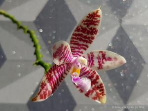 Phalaenopsis Tetraglyph