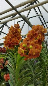 Vanda Kultana Gold Spot