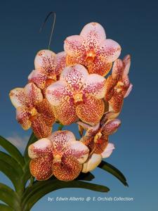 Vanda Edwin Alberto