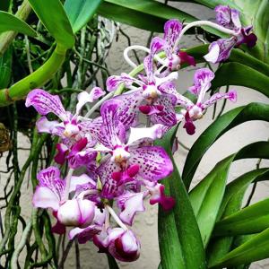 Vanda Boschii