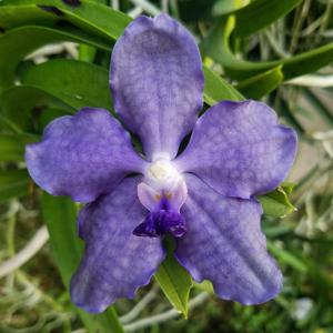 <i>Vanda</i> Pamela Greer