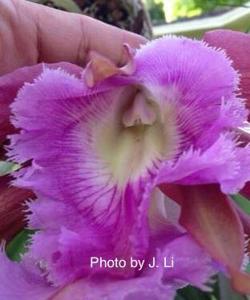 Rhyncholaeliocattleya Helen