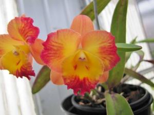 Cattleya Dal's Good One