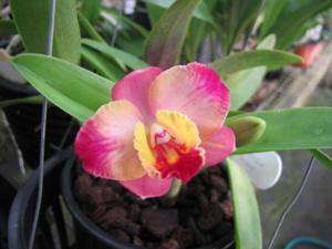 Cattleya Dal's Good One