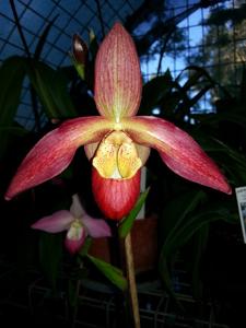 Phragmipedium Noirmont