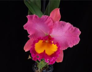 Rhyncholaeliocattleya Phet Wangnamkeaw