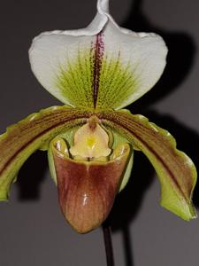 Paphiopedilum Leeanum