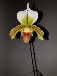 Paphiopedilum Leeanum