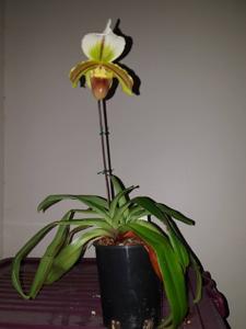 Paphiopedilum Leeanum