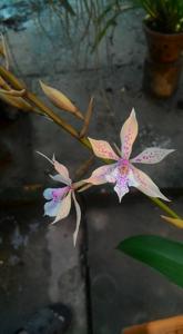 Epiarthron Kevin Mark Ragbir