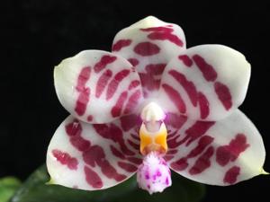 Phalaenopsis KS Super Zebra