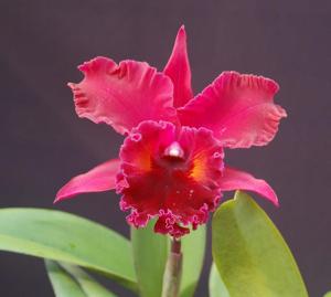 Rhyncholaeliocattleya Owen Holmes