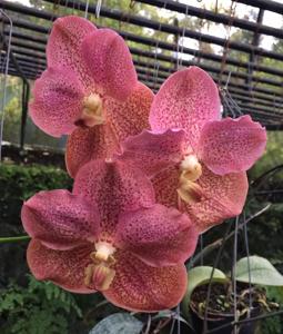 Vanda Adisak Happiness