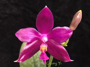 Phalaenopsis Su-An Super Star