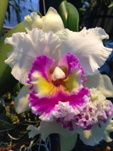 Rhyncholaeliocattleya Doctor Joe Walker