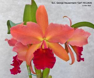 Cattleya George Hausermann