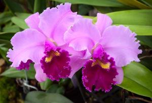 Cattleya George Baldwin