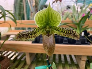 Paphiopedilum Amazing Jewel