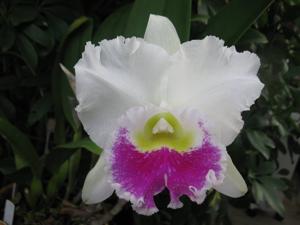 Rhyncholaeliocattleya Dal's Rapture