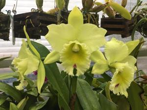 <i>Rhyncholaeliocattleya</i> Cashens' Enchantress