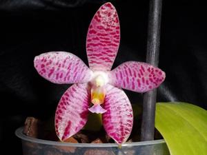 Phalaenopsis Germaine Vincent-gigantea