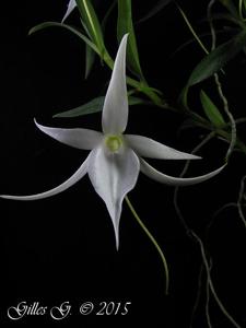 Angraecum Suzanne Lecoufle