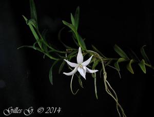 Angraecum Suzanne Lecoufle