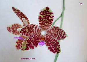 Phalaenopsis Joey