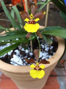 Oncidium Croesus