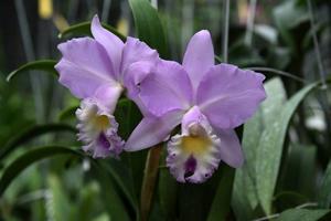 Laeliocattleya Angel Love