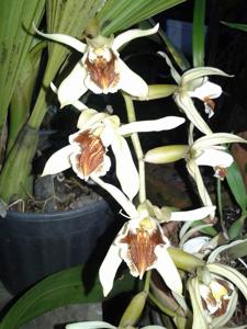 Coelogyne Brymeriana