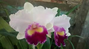 Rhyncholaeliocattleya George Herbert Walker Bush