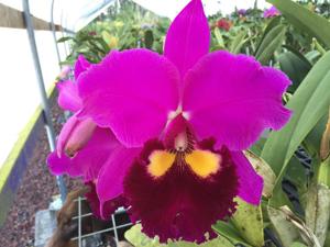 Rhyncholaeliocattleya Anna Saeki