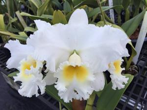 Cattleya Princess Bells