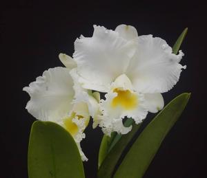 Cattleya Earl