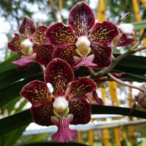 Vanda Virginia Vercillo