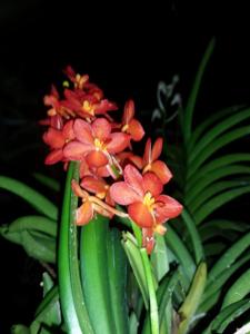 Vanda Wacharin