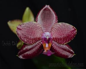 Phalaenopsis Mituo Sun King