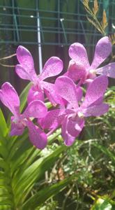 Aranda Walter Oumae