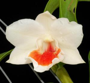 Dendrobium Dawn Maree