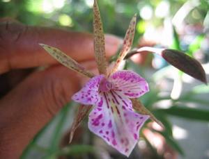 Brassomicra Doña Estela