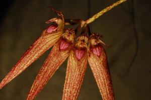 Bulbophyllum Elizabeth Ann